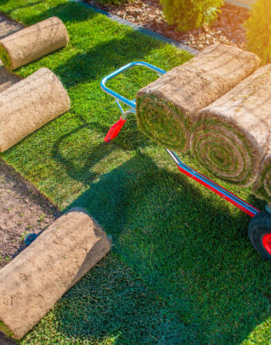 Trawnik z rolki Poznań – układanie trawnika