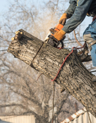 Wycinka drzew Poznań – bezpieczne usuwanie drzewa przy domu