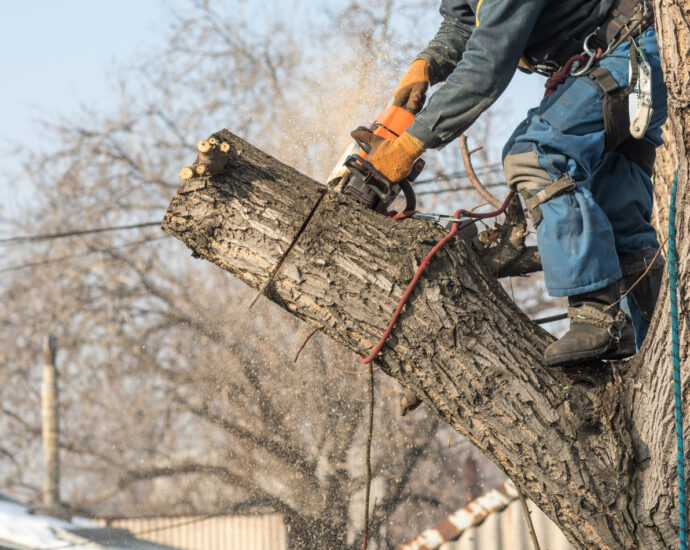 Wycinka drzew Poznań – bezpieczne usuwanie drzewa przy domu
