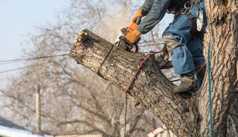 Wycinka drzew Poznań – bezpieczne usuwanie drzewa przy domu